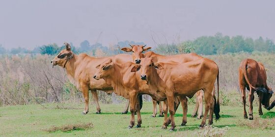 ราคาดี อุณหภูมิ 15 ถึง 60 องศาเซลเซียส สารซักผ้า เอ็นไซม์ตัวอย่างฟรี เพิ่มประสิทธิภาพในการทําความสะอาดในสถานที่ซักผ้าพาณิชย์ ออนไลน์